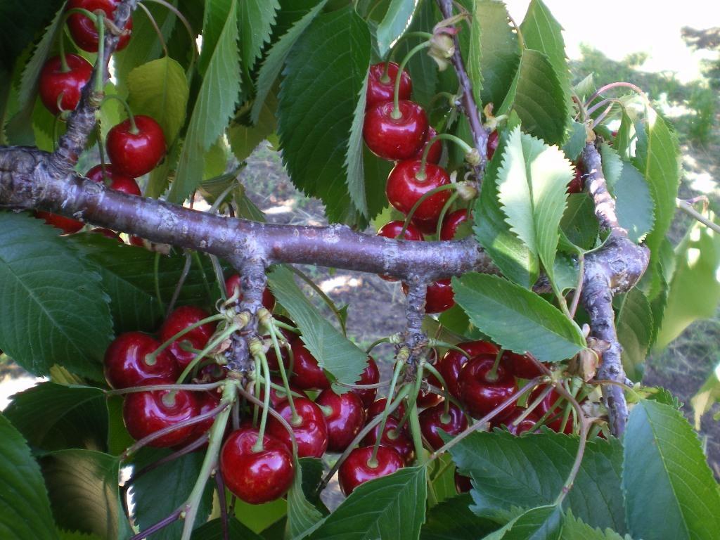 Tenuta Fortelongo Fara Vicentino Εξωτερικό φωτογραφία