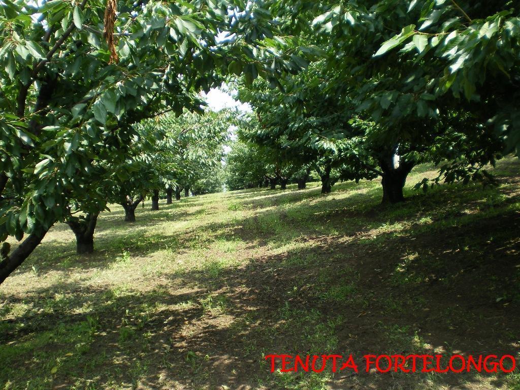 Tenuta Fortelongo Fara Vicentino Εξωτερικό φωτογραφία